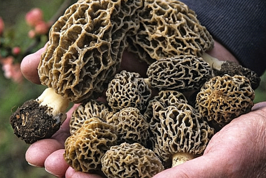 Nutritional Value of Morels